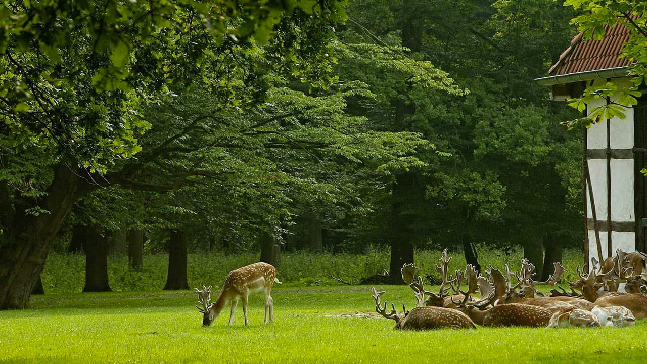 Grüne Waldlichtung im Tiergarten Hannover. Ein Reh grast im Vordergrund, während mehrere Hirsche mit prächtigem Geweih im Gras ruhen. Rechts ist ein Fachwerkgebäude teilweise zu sehen.